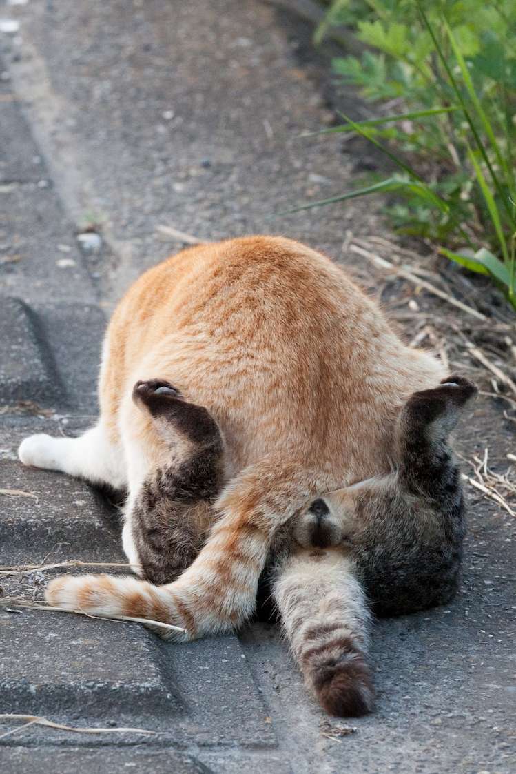 あなたのお気に入りの画像貼ってください！
