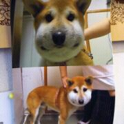 あなたのお気に入りの画像貼ってください！