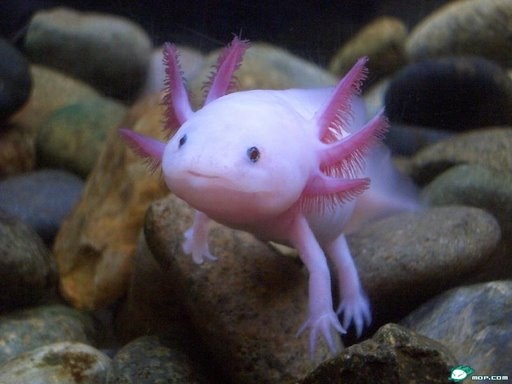 あなたのお気に入りの画像貼ってください！