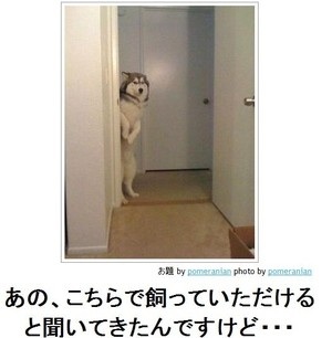 あなたのお気に入りの画像貼ってください！