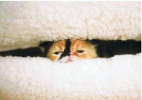 あなたのお気に入りの画像貼ってください！