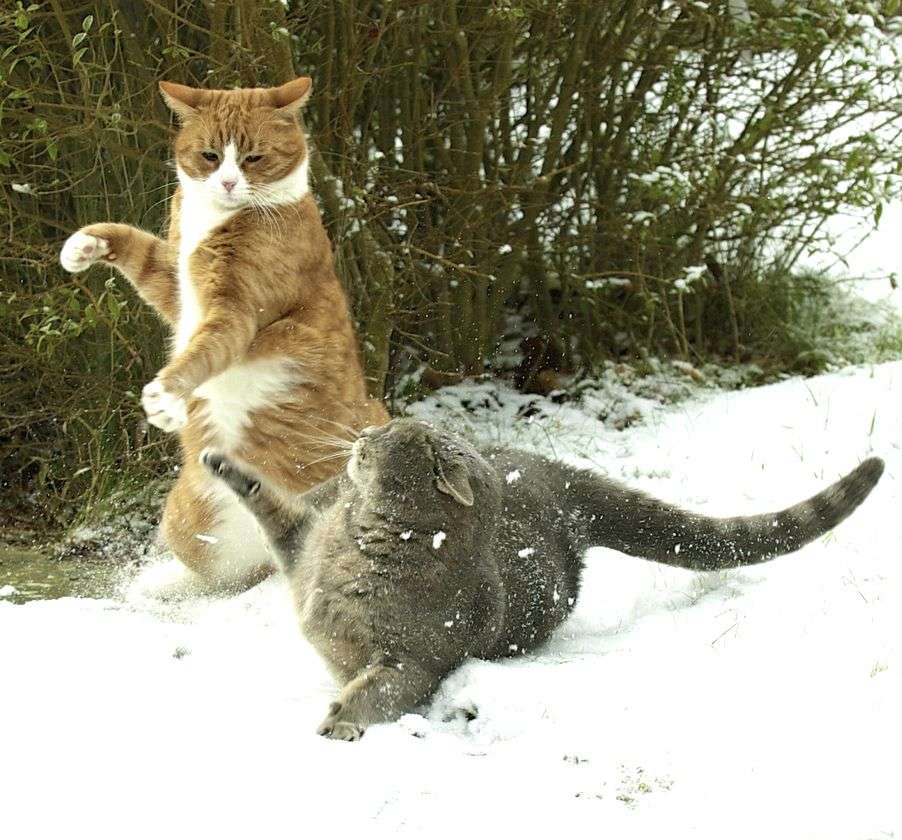 あなたのお気に入りの画像貼ってください！