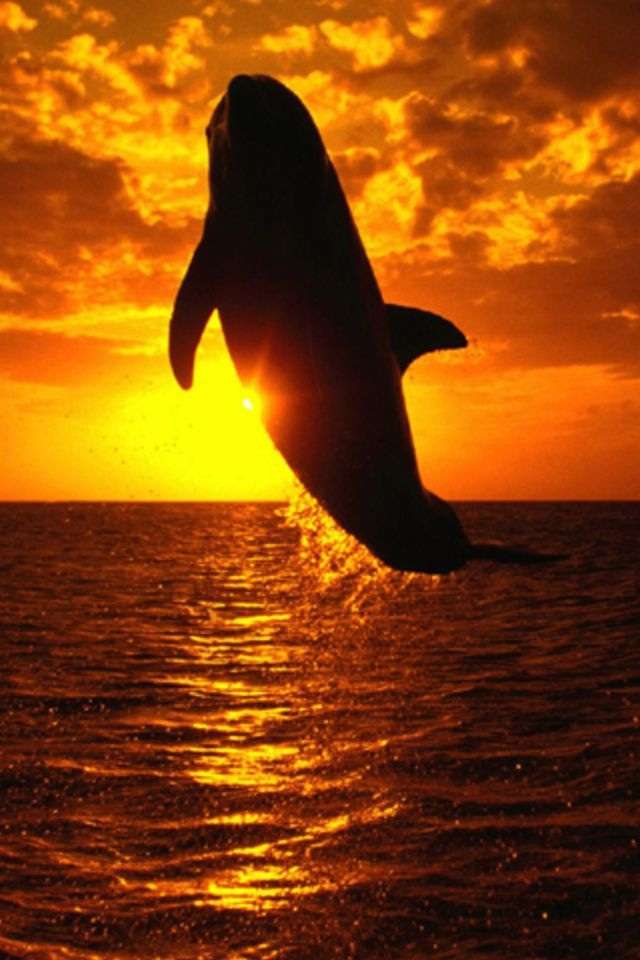 あなたのお気に入りの画像貼ってください！