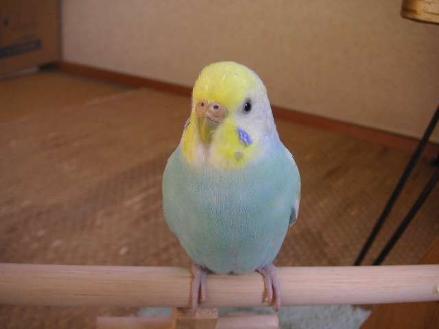 あなたのお気に入りの画像貼ってください！