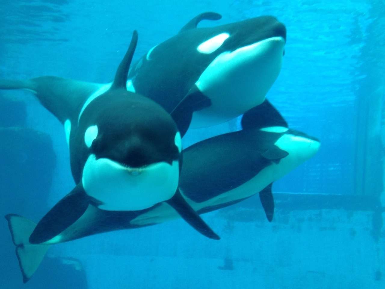 あなたのお気に入りの画像貼ってください！