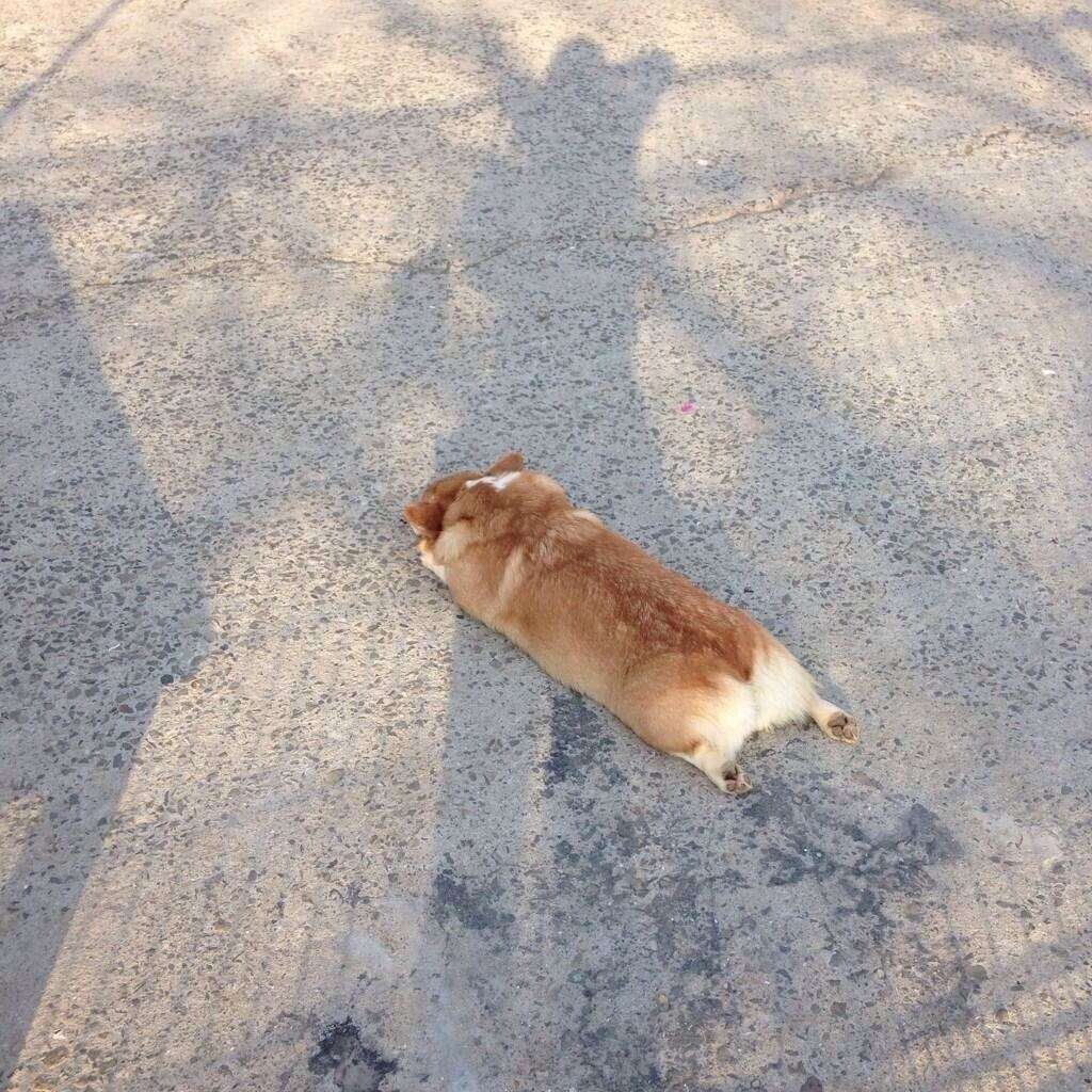 あなたのお気に入りの画像貼ってください！