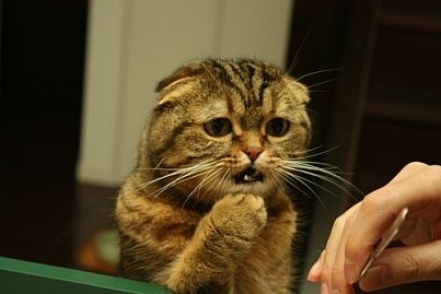 あなたのお気に入りの画像貼ってください！