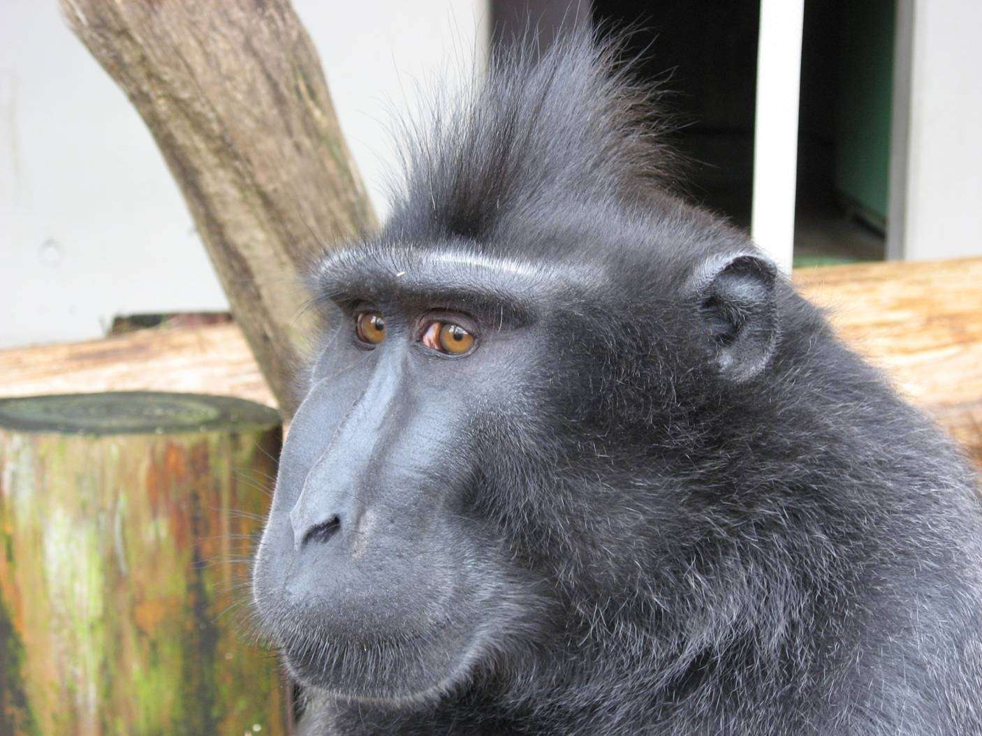 有名人を物や動物に例えてみたら？