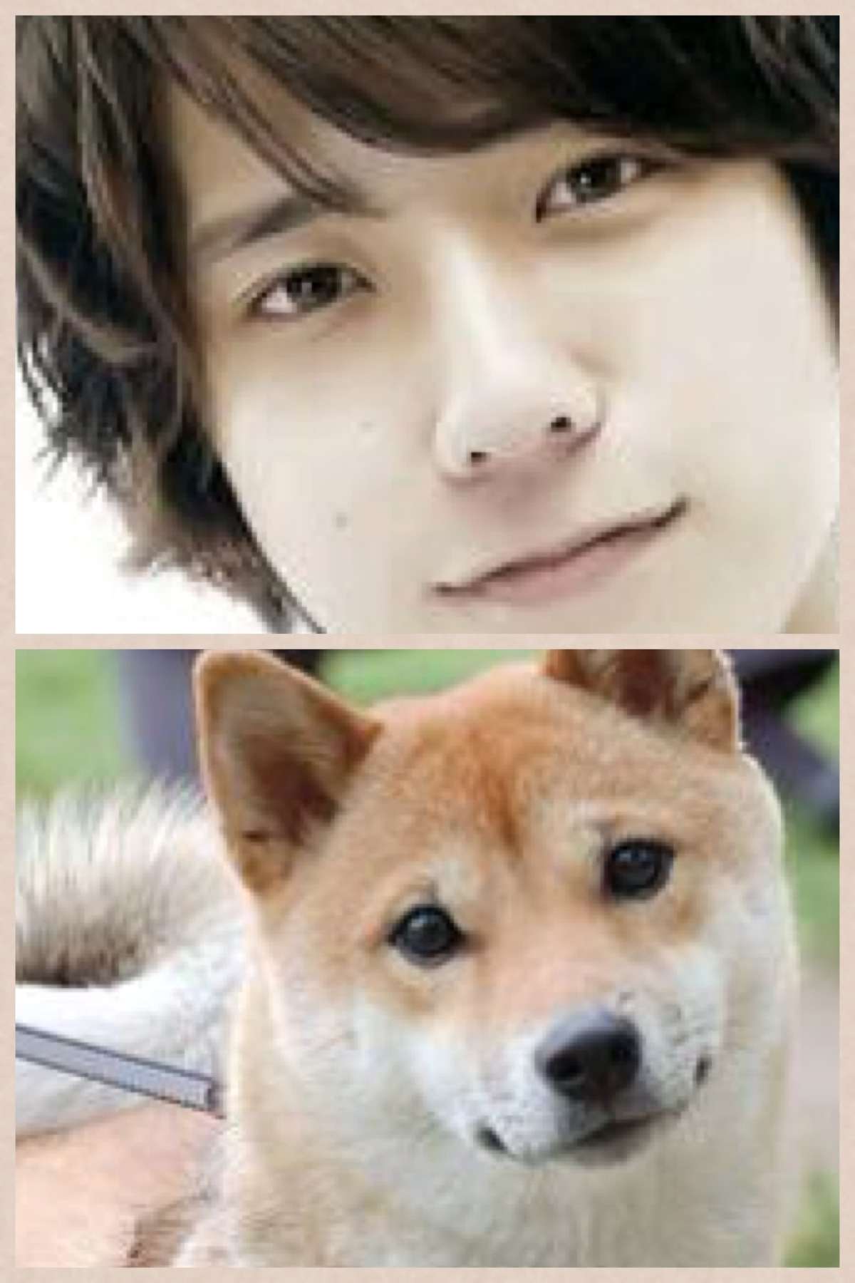 有名人を物や動物に例えてみたら？