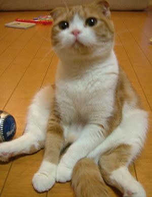 予想外の座り方でご主人様を待ち続けるネコが激写される