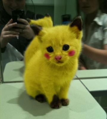 かわいい写真をはっていきましょー!