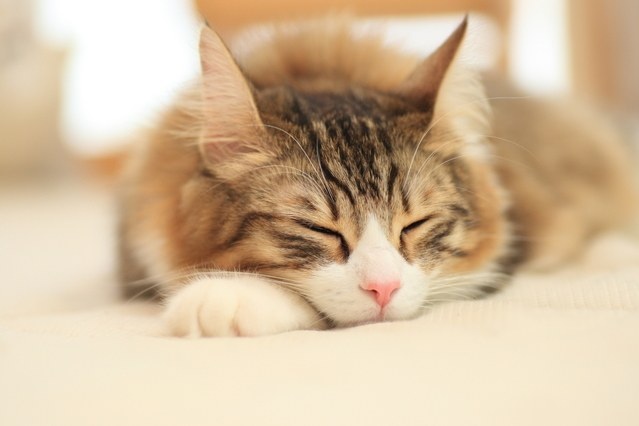 かわいい写真をはっていきましょー!