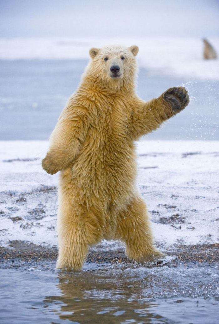 かわいい写真をはっていきましょー!