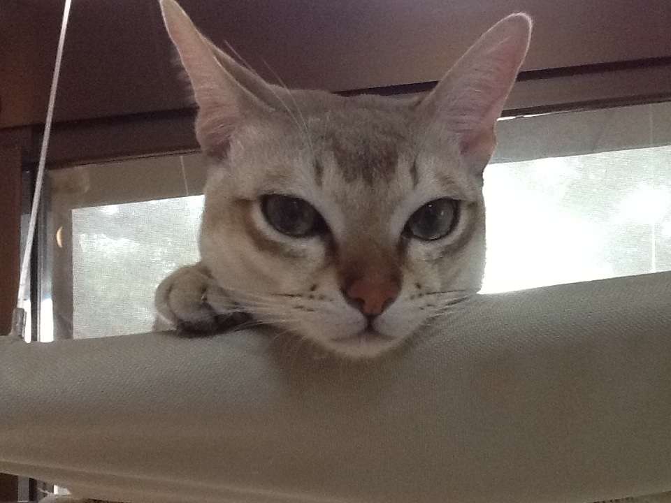 かわいい写真をはっていきましょー!