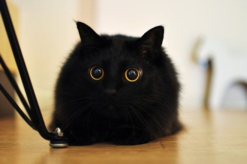 かわいい写真をはっていきましょー!