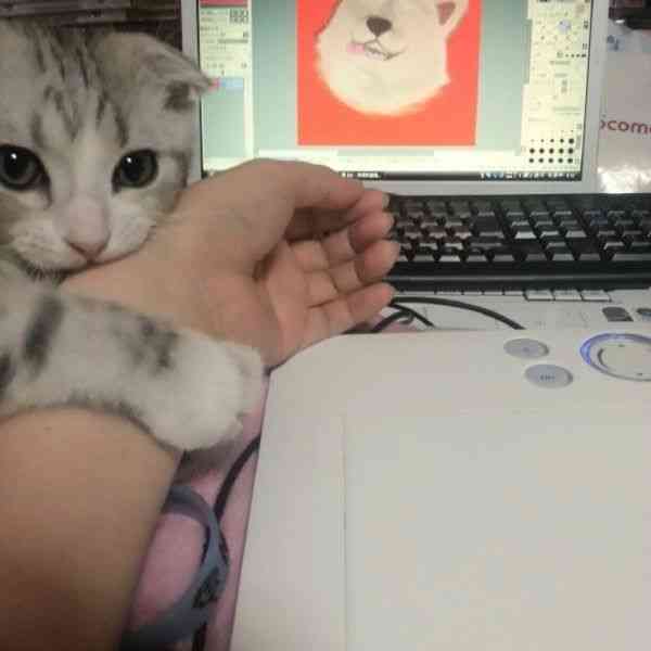 かわいい写真をはっていきましょー!