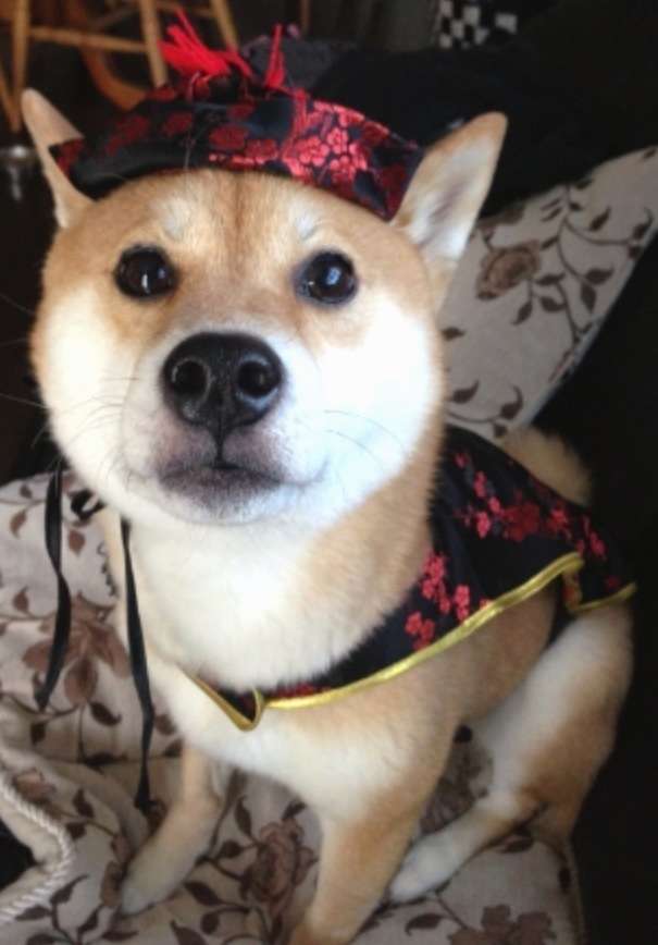 かわいい写真をはっていきましょー!