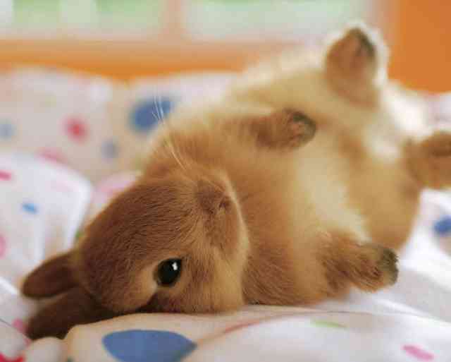かわいい写真をはっていきましょー!