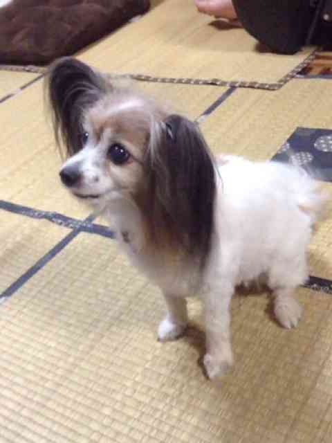 かわいい写真をはっていきましょー!