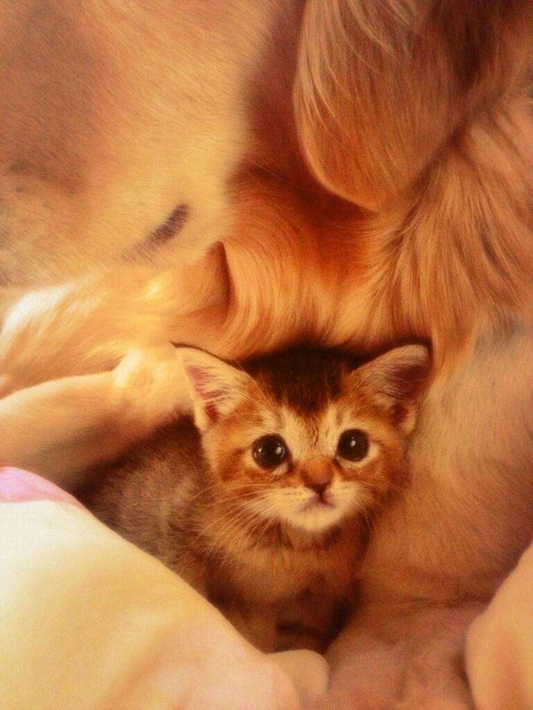 かわいい写真をはっていきましょー!