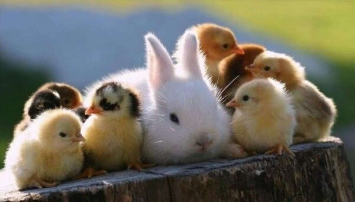 かわいい写真をはっていきましょー!