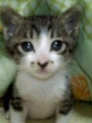 かわいい写真をはっていきましょー!