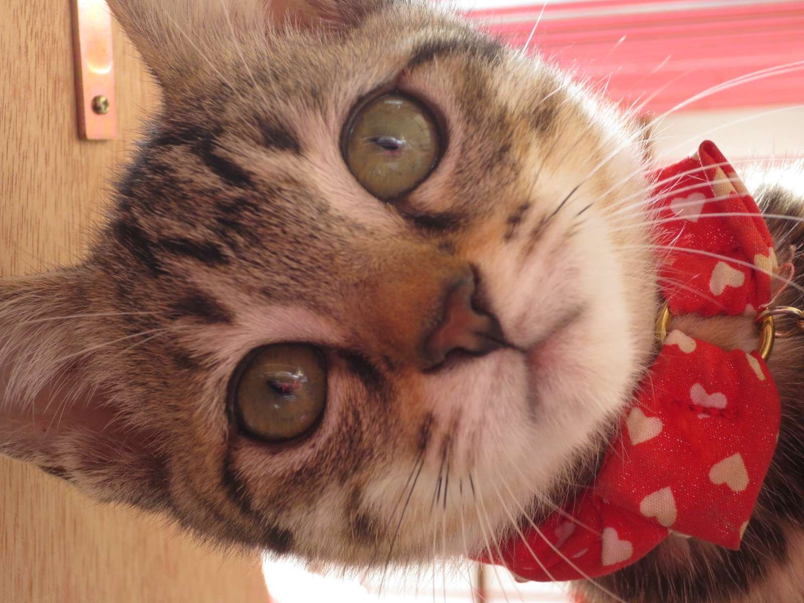 かわいい写真をはっていきましょー!