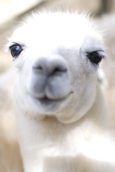 かわいい写真をはっていきましょー!