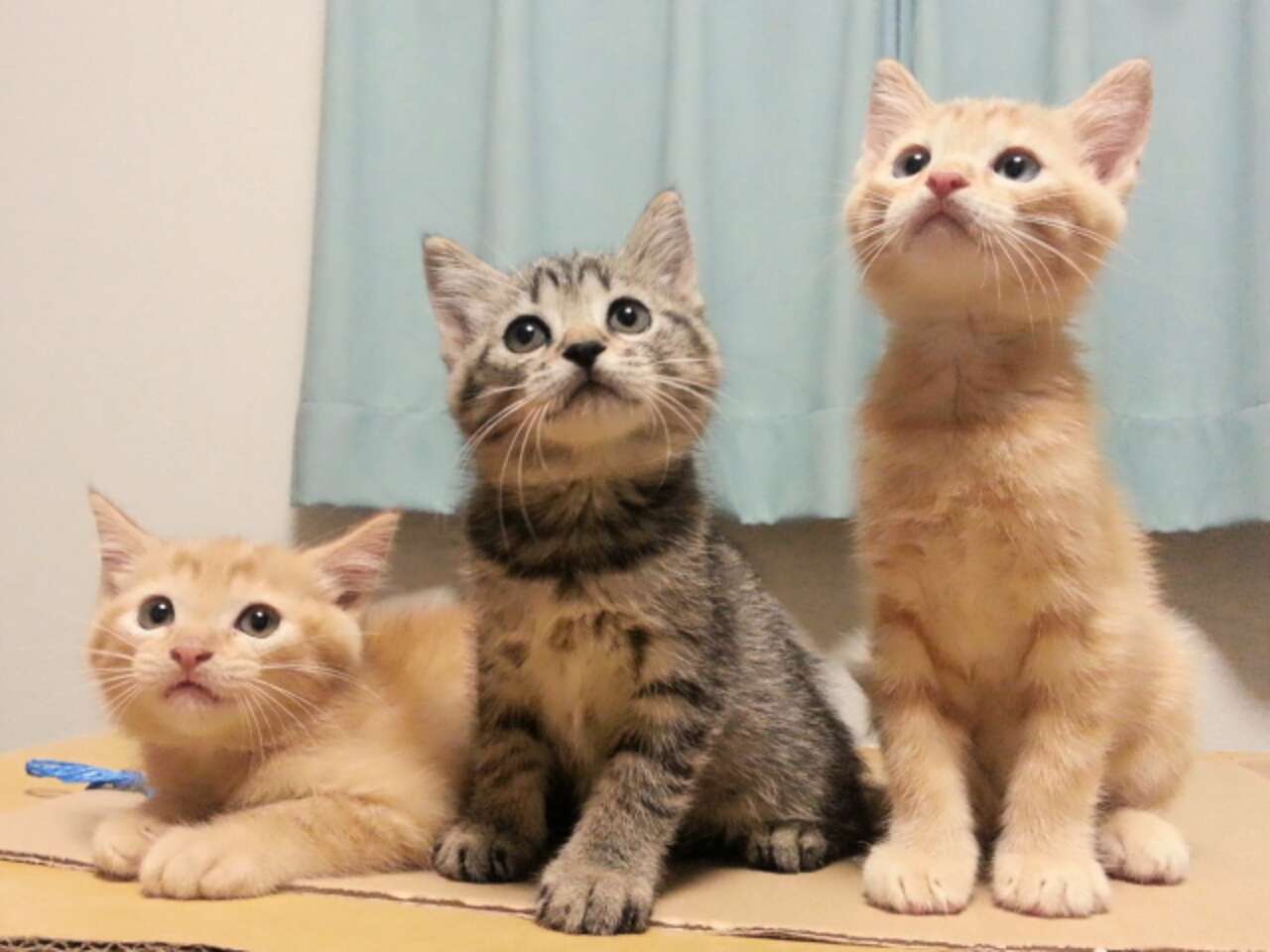 かわいい写真をはっていきましょー!