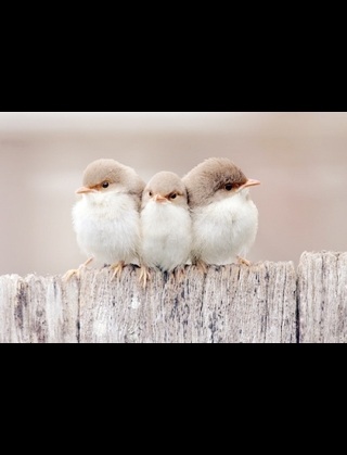 かわいい写真をはっていきましょー!