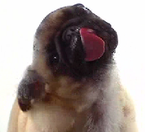 かわいい写真をはっていきましょー!