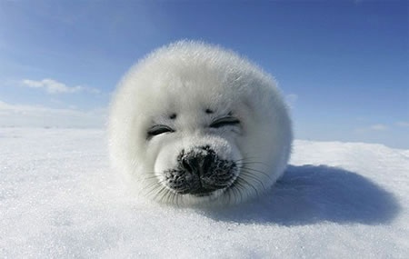 かわいい写真をはっていきましょー!