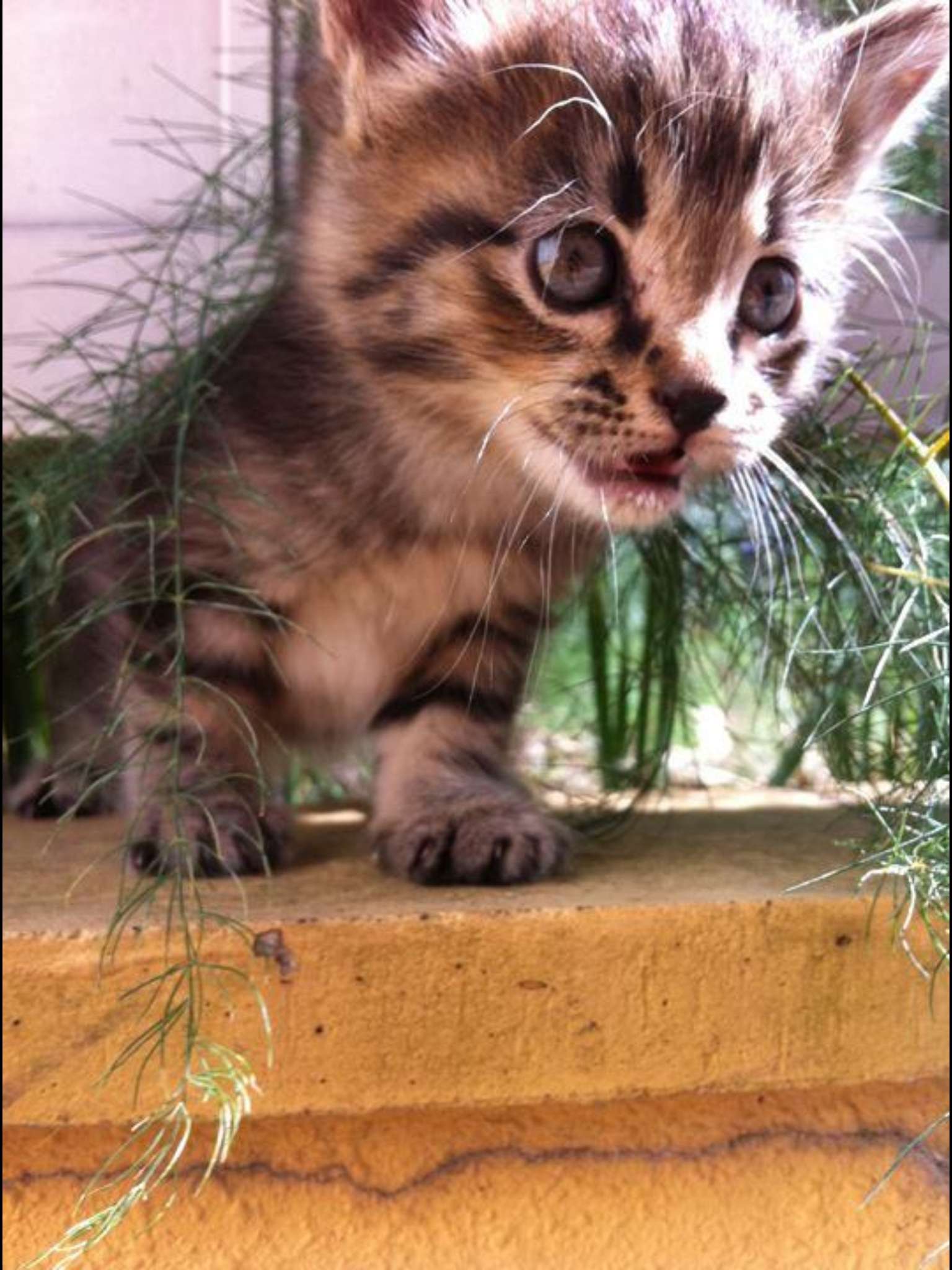 かわいい写真をはっていきましょー!