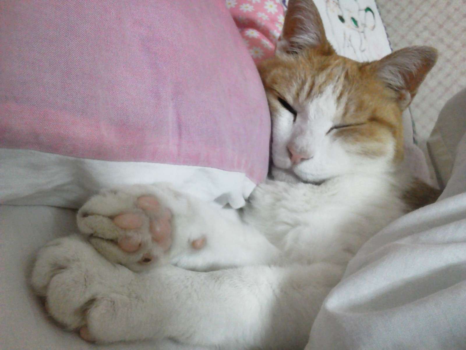 かわいい写真をはっていきましょー!
