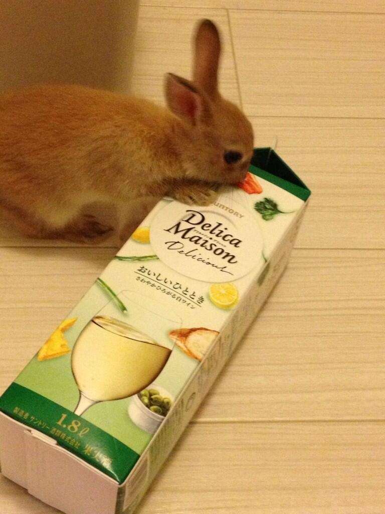 かわいい写真をはっていきましょー!