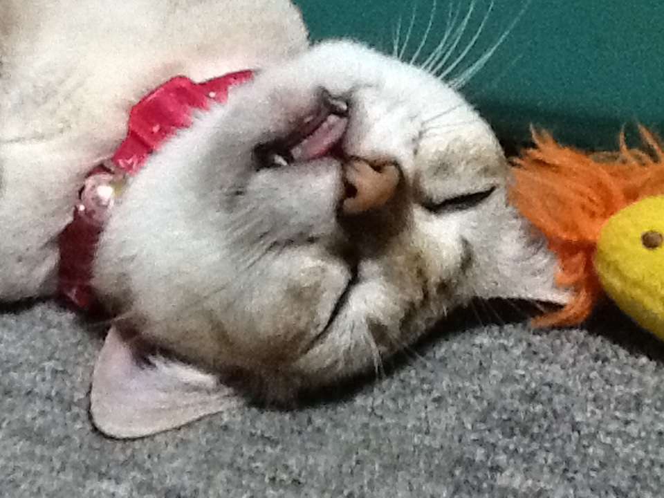 かわいい写真をはっていきましょー!
