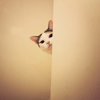 かわいい写真をはっていきましょー!