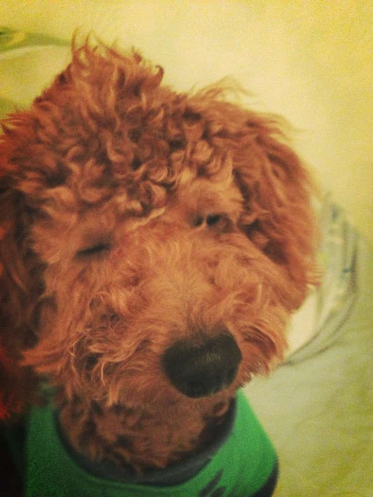 かわいい写真をはっていきましょー!