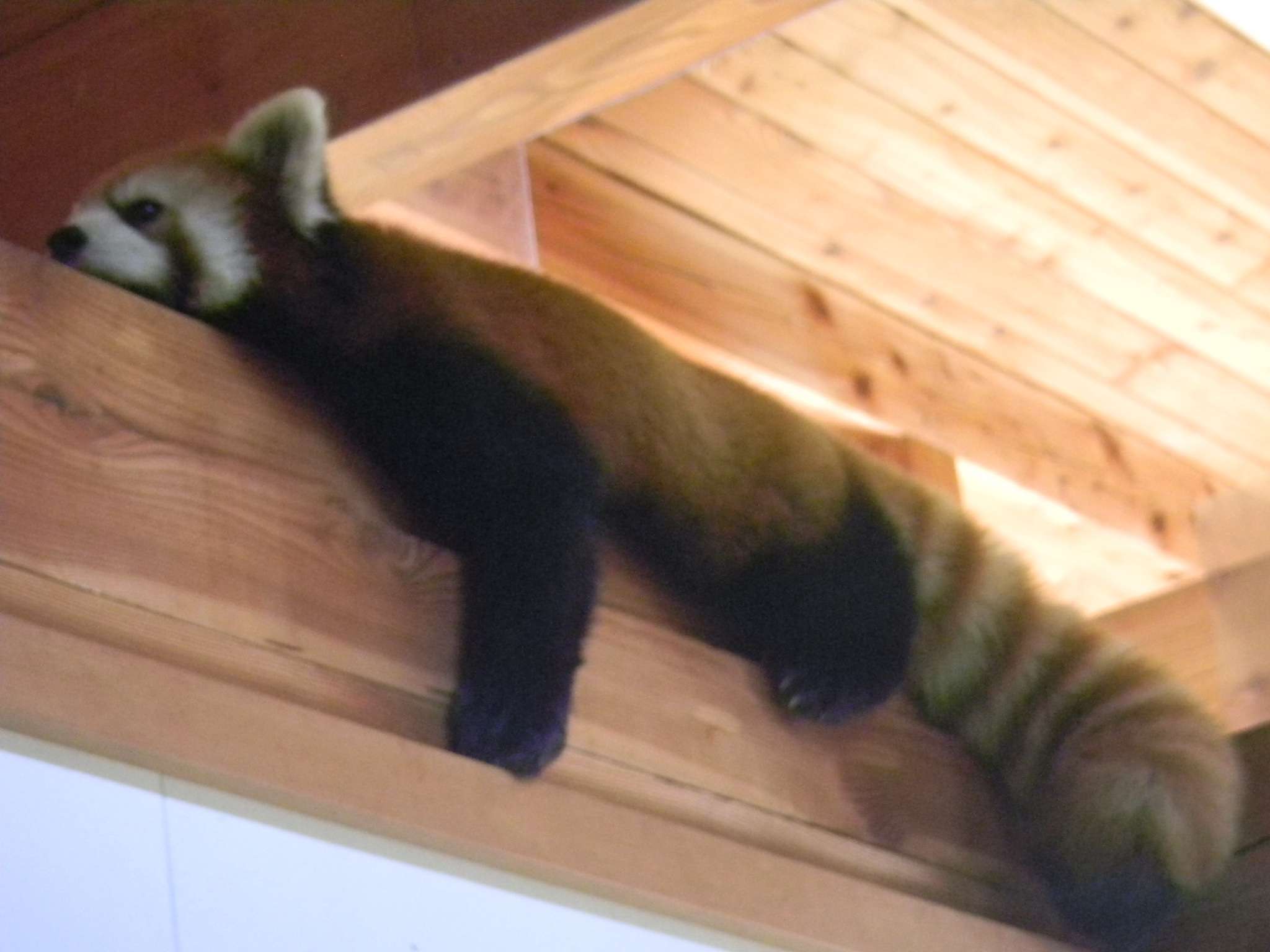 かわいい写真をはっていきましょー!