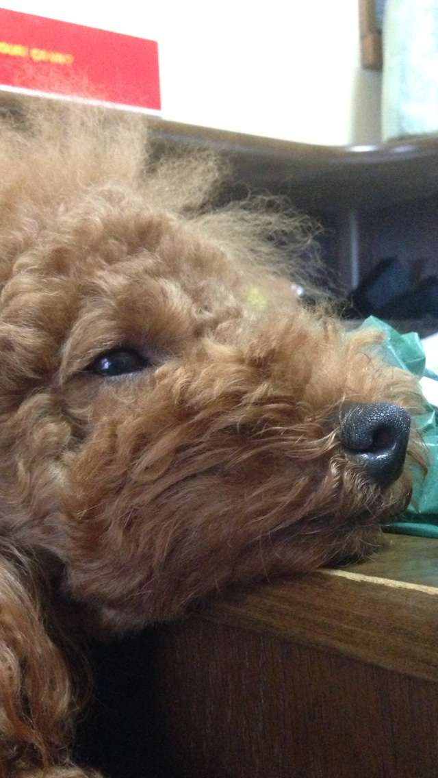 かわいい写真をはっていきましょー!