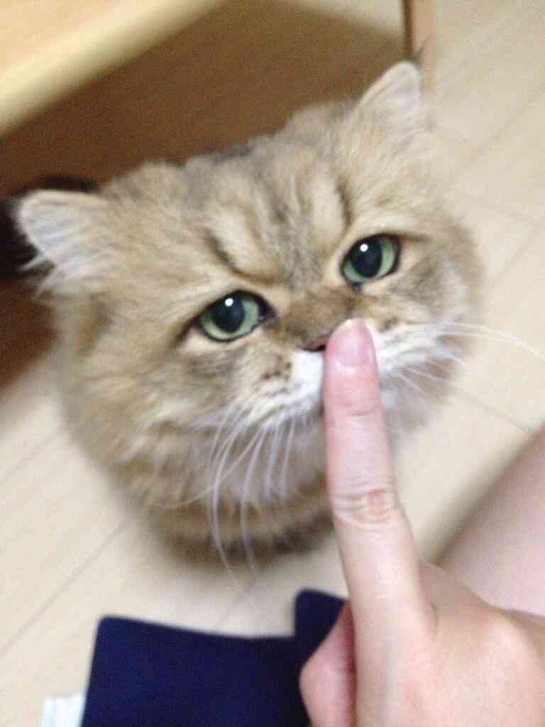 かわいい写真をはっていきましょー!