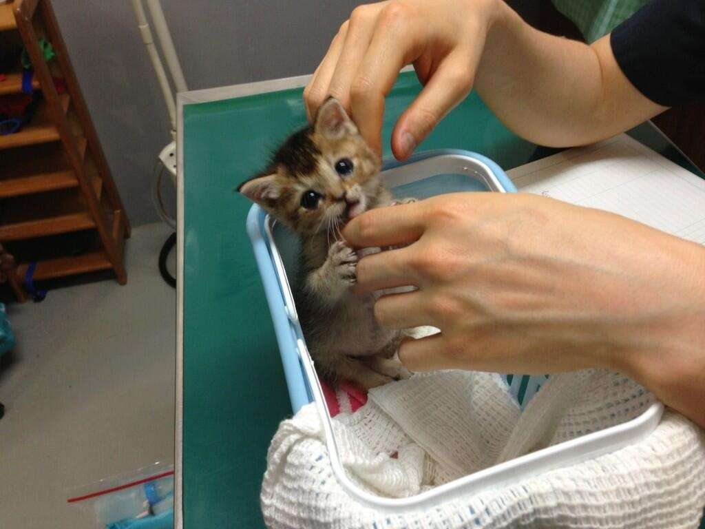 かわいい写真をはっていきましょー!