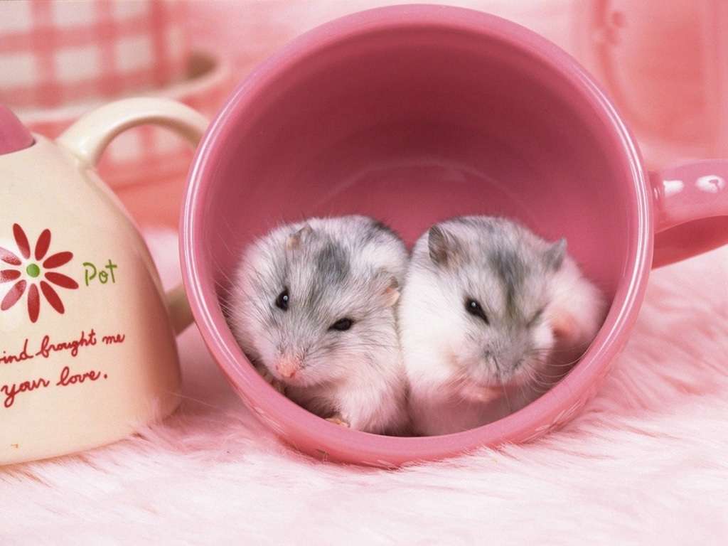 かわいい写真をはっていきましょー!