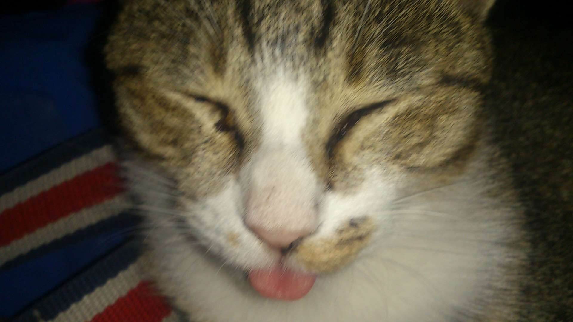 かわいい写真をはっていきましょー!