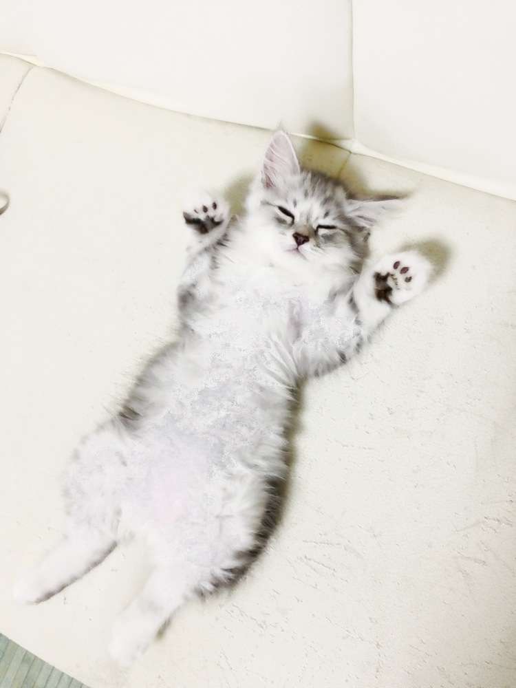 かわいい写真をはっていきましょー!