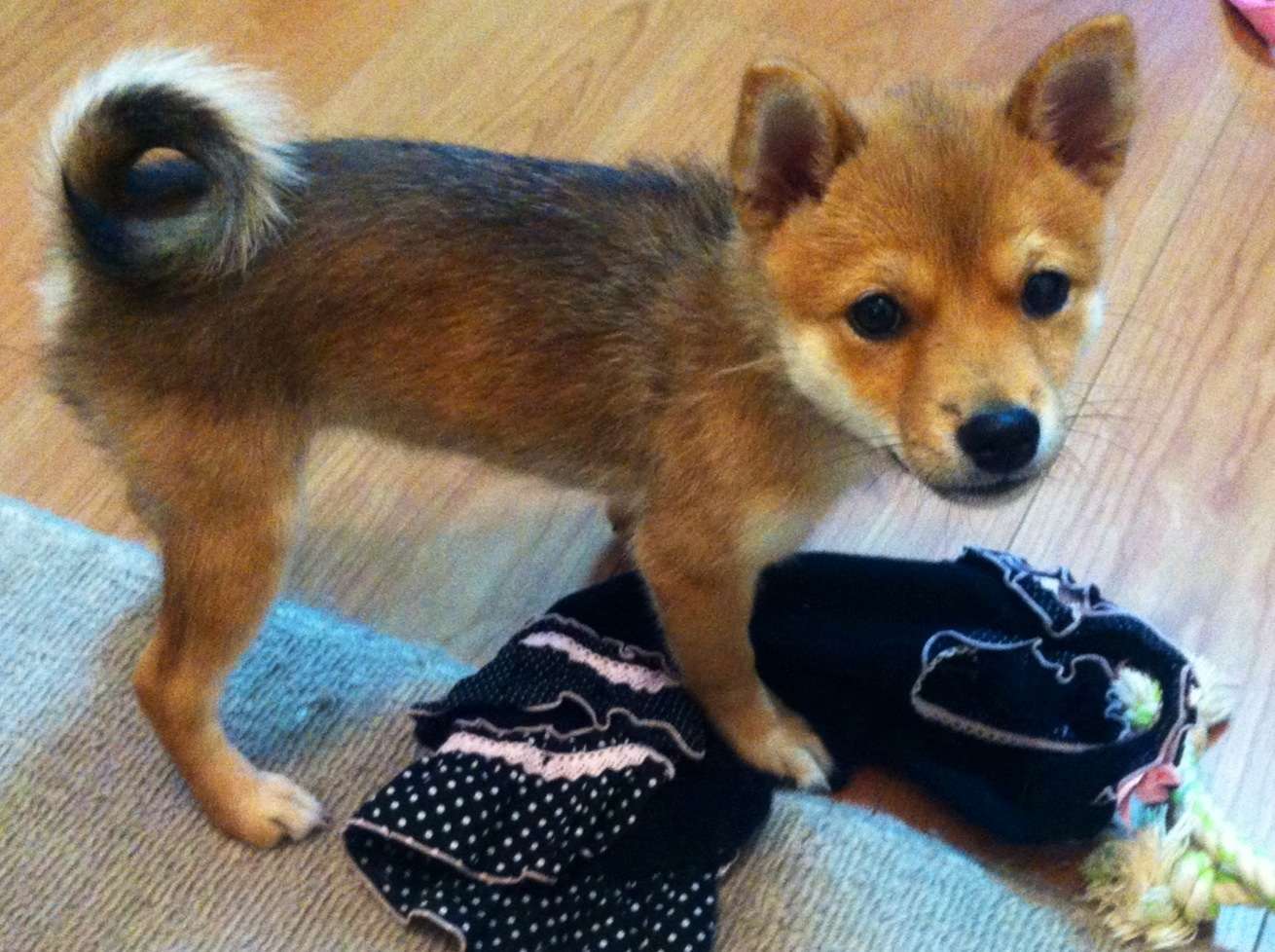 かわいい写真をはっていきましょー!