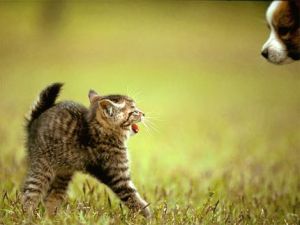 かわいい写真をはっていきましょー!