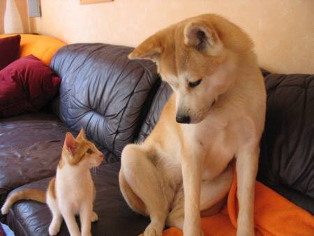 かわいい写真をはっていきましょー!