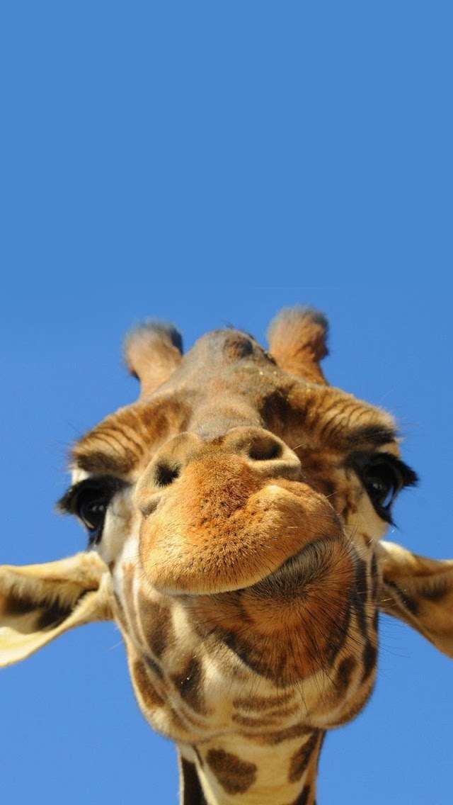 かわいい写真をはっていきましょー!