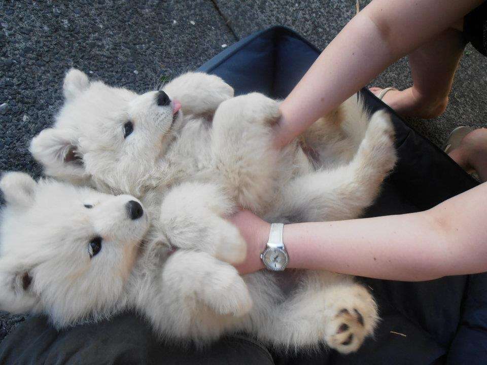 かわいい写真をはっていきましょー!